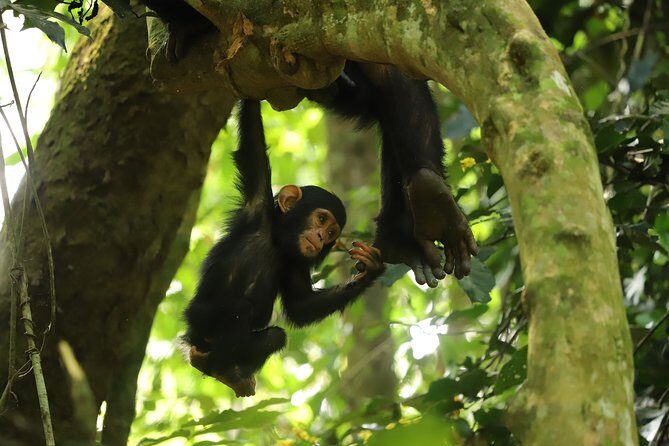 Gombe National Park Chimpanzee Trekking - Chimps, monkeys, and birds: what you should expect to see
