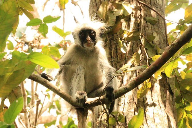 Half-Day Private Jozani Chwaka Bay Forest Tour in Zanzibar - Zanzibar’s Only National Park, Done In Half a Day
