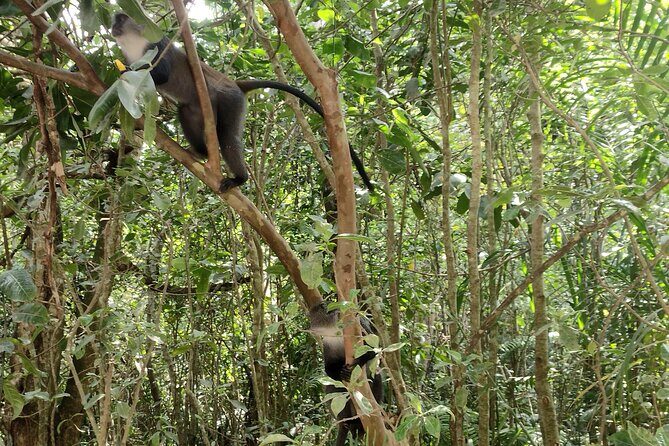 Half-Day Private Jozani Chwaka Bay Forest Tour in Zanzibar - Spotting Wildlife Without the Guesswork