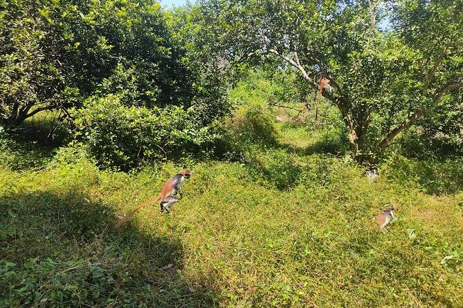 Half-Day Private Jozani Chwaka Bay Forest Tour in Zanzibar - Price and Value: What $55 Covers (and What You’ll Still Need to Budget)