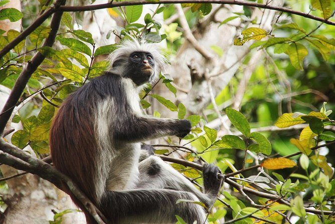 Half-Day Private Jozani Chwaka Bay Forest Tour in Zanzibar - Logistics That Can Save You Stress