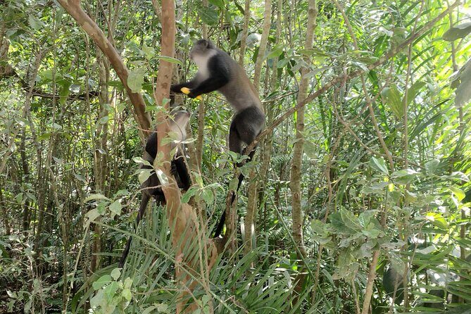Half-Day Private Jozani Chwaka Bay Forest Tour in Zanzibar - When Weather Changes Your Plans