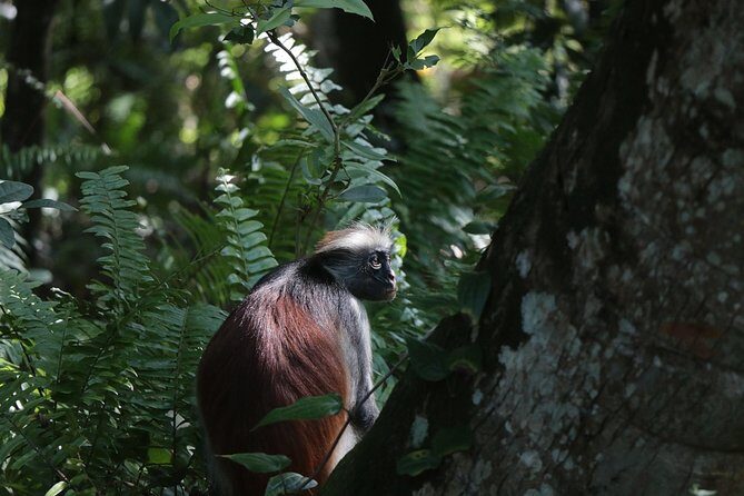 Half-Day Private Jozani Chwaka Bay Forest Tour in Zanzibar - What You’ll Actually See in Jozani: Monkeys, Mangroves, and Butterflies