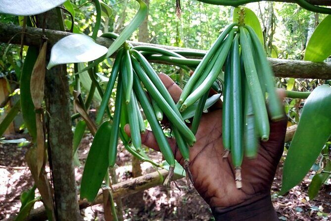 Half-Day Private Spice Tour in Kizimbani Farms, Zanzibar - Seeing a Coconut Tree Climber Up Close (And Why It Works)