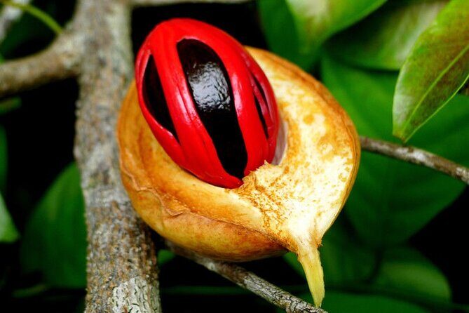 Half-Day Private Spice Tour in Kizimbani Farms, Zanzibar - Who This Private Spice Tour Suits Best