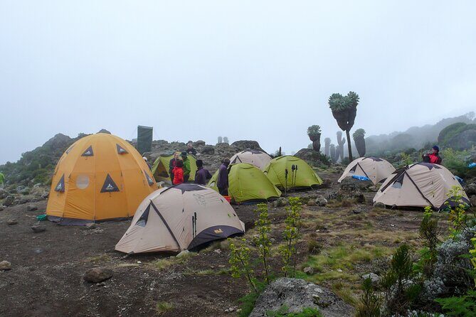 Hiking Mt Kilimanjaro 7 days scenic route & moderate challenge - Day 1 through Camp: what rainforest walking prepares you for