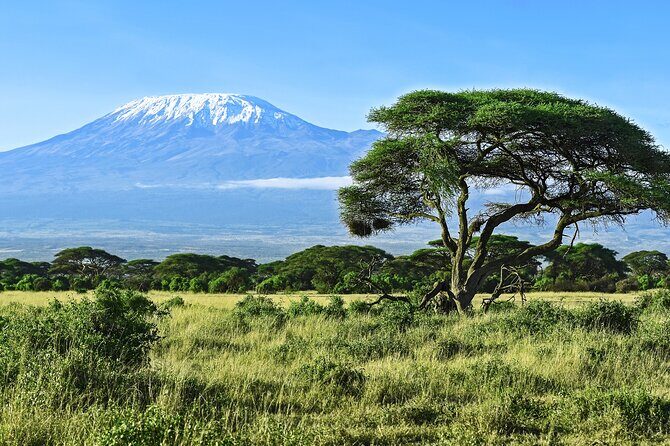 Hiking Mt Kilimanjaro 8 days, the most scenic route up Kili - Day 3, Shira Two or Moir Hut: high plateau acclimatization with real purpose