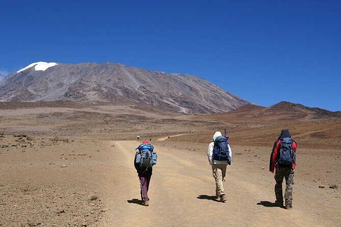 Hiking Mt Kilimanjaro 8 days, the most scenic route up Kili - Day 1, Forest Camp Big Tree: rain forest climbing that feels like a real warm-up