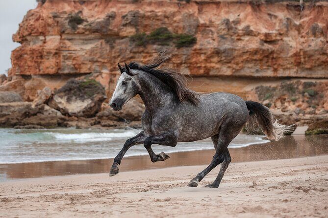Horse Ride + Swimming with Turtles in Aquarium at Nungwi Beach - Horse Riding and Sea-Cliff Swim at Zanzibar Horse Safaris (Mangapwani)