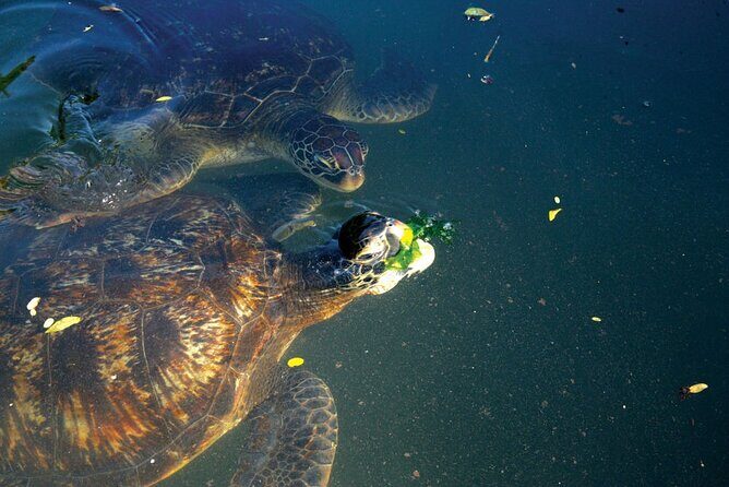 Horse Ride + Swimming with Turtles in Aquarium at Nungwi Beach - What the turtle portion feels like in real life