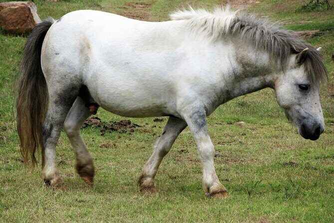Horse Ride + Swimming with Turtles in Aquarium at Nungwi Beach - Price and value for a two-part Zanzibar day ($150 pp)