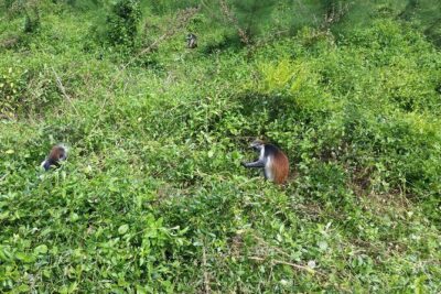 Jozani Forest - What else lives here besides monkeys (and why it makes the walk better)