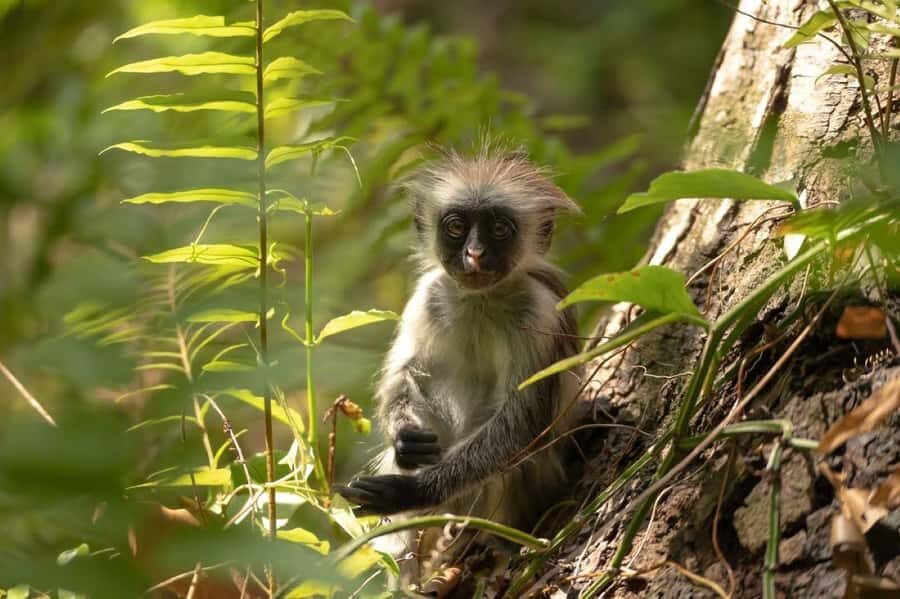 Jozani Forest & Paje Beach Trip with The Rock Restaurant - Key highlights worth marking on your map