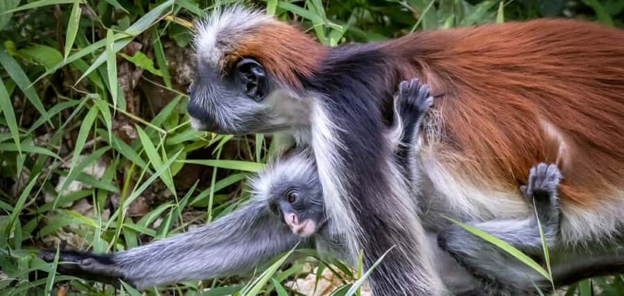 Jozani Forest & Paje Beach Trip with The Rock Restaurant - Jozani Forest: Red Colobus Encounters and Mangrove Views