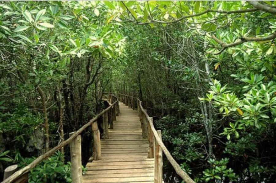 Jozani Forest, Sea Turtles, Blue Lagoon, Starfish & The Rock - Who this private tour suits best