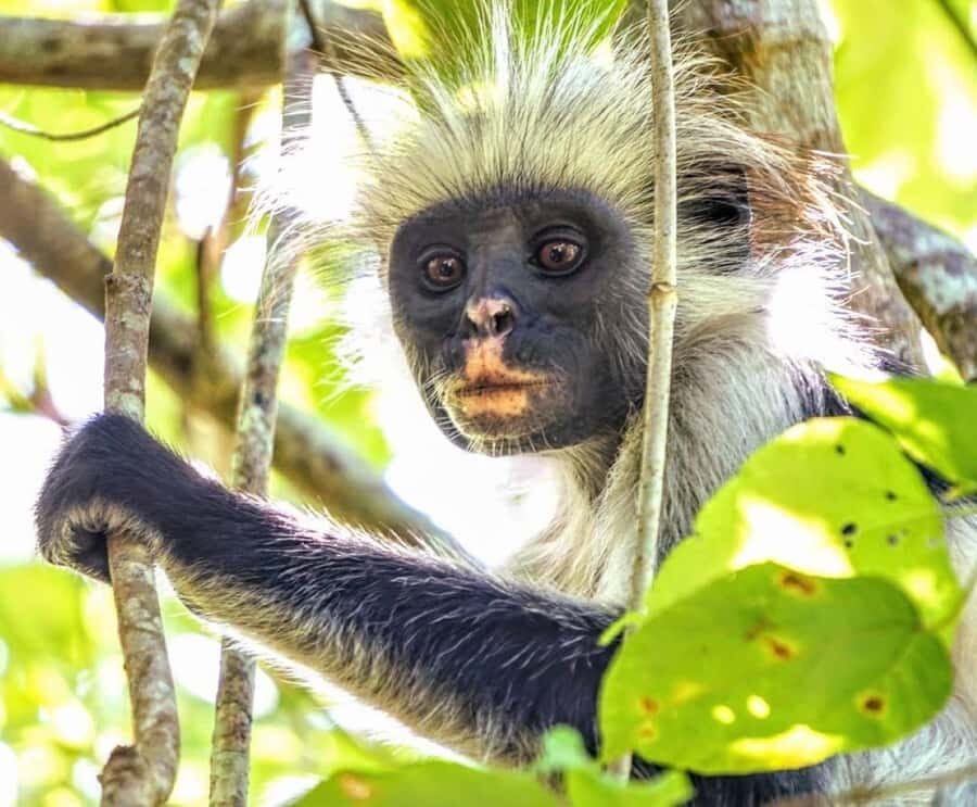 Jozani Forest Tour, Kuza Cave Tour, Paje Beach, The Rock - The Rock Restaurant Zanzibar: the meal stop that often steals the show