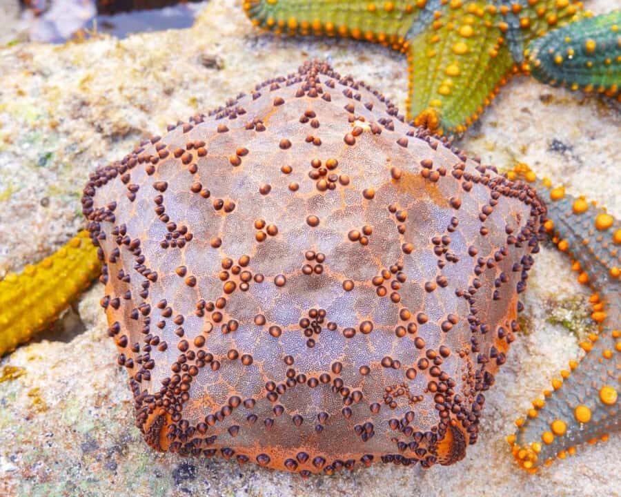 Jozani Forest Tour, Starfish Adventure, The Rock Restaurant - The big idea: a 10-hour Zanzibar wildlife and sea-food day
