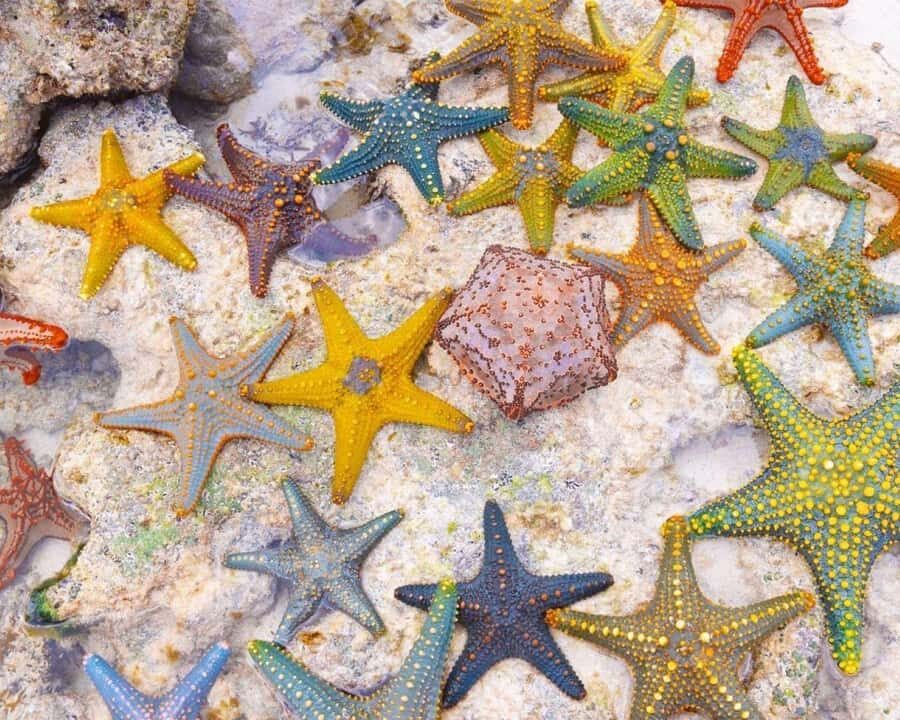 Jozani Forest Tour, Starfish Adventure, The Rock Restaurant - Blue Lagoon and Starfish Beach: colorful sand with a calm mood