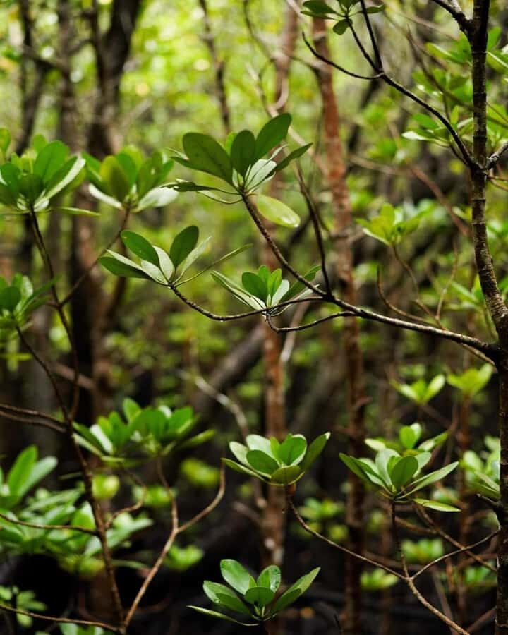 Jozani forest walking tour - Key things to know before you go