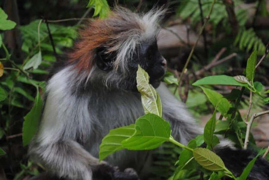 Jozani forest walking tour - Getting To Jozani: Easy Hotel Pickup in Zanzibar