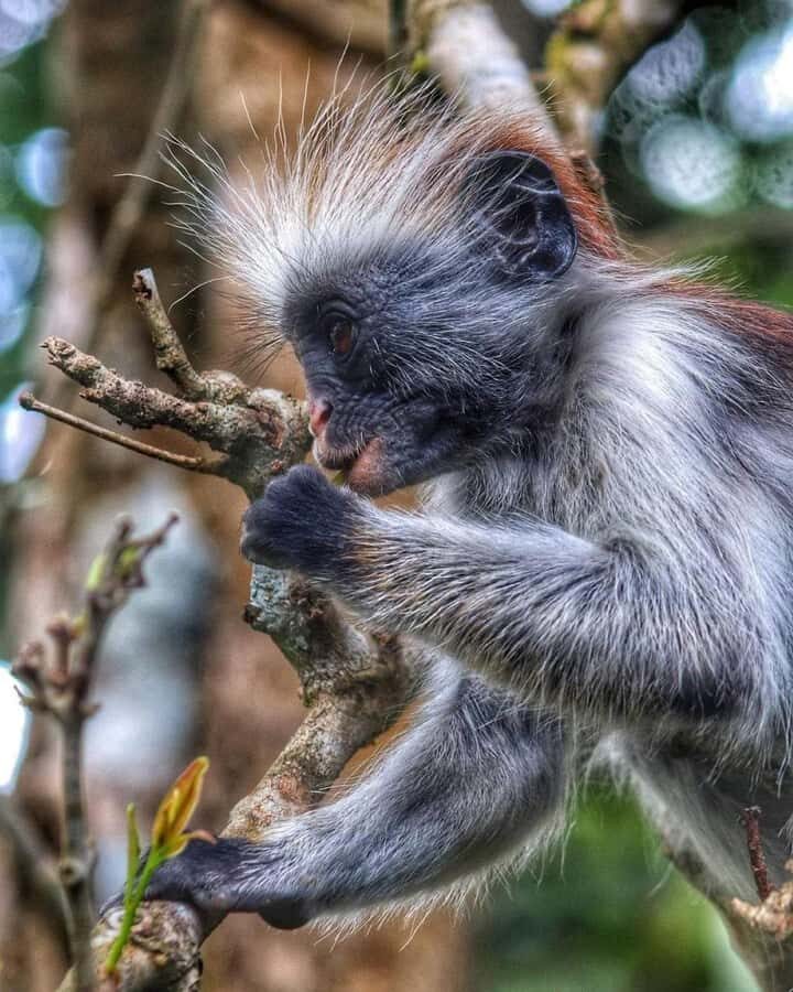Jozani forest walking tour - Red Colobus Monkeys: Traits Worth Watching For