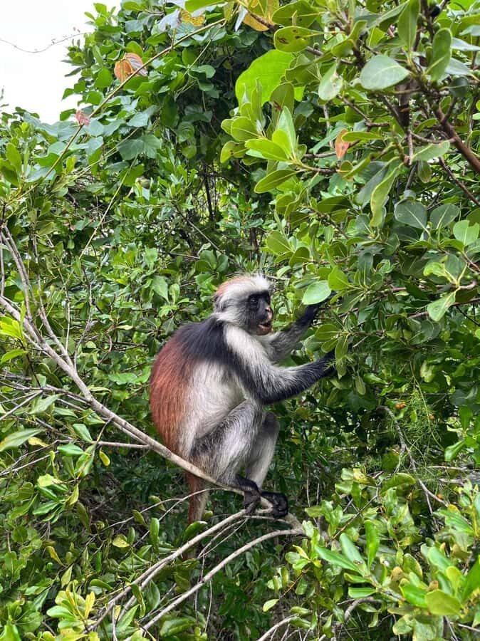 Jozani forest walking tour - Beyond Monkeys: Digidigi, Elephant Shrew, and Butterflies