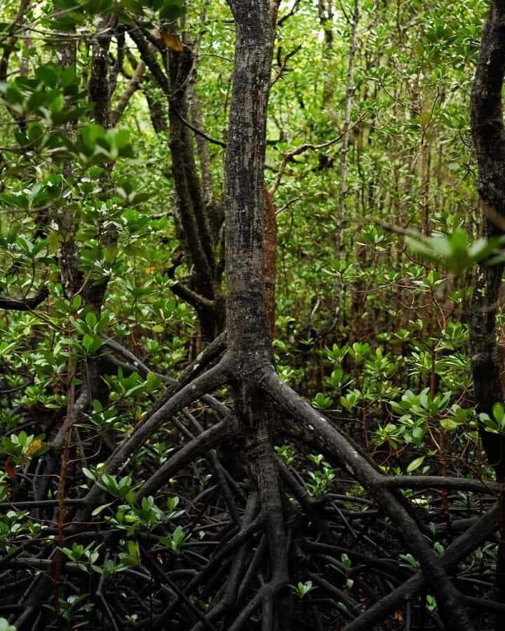 Jozani forest walking tour - Mangroves After the Forest: Seeing How They Grow