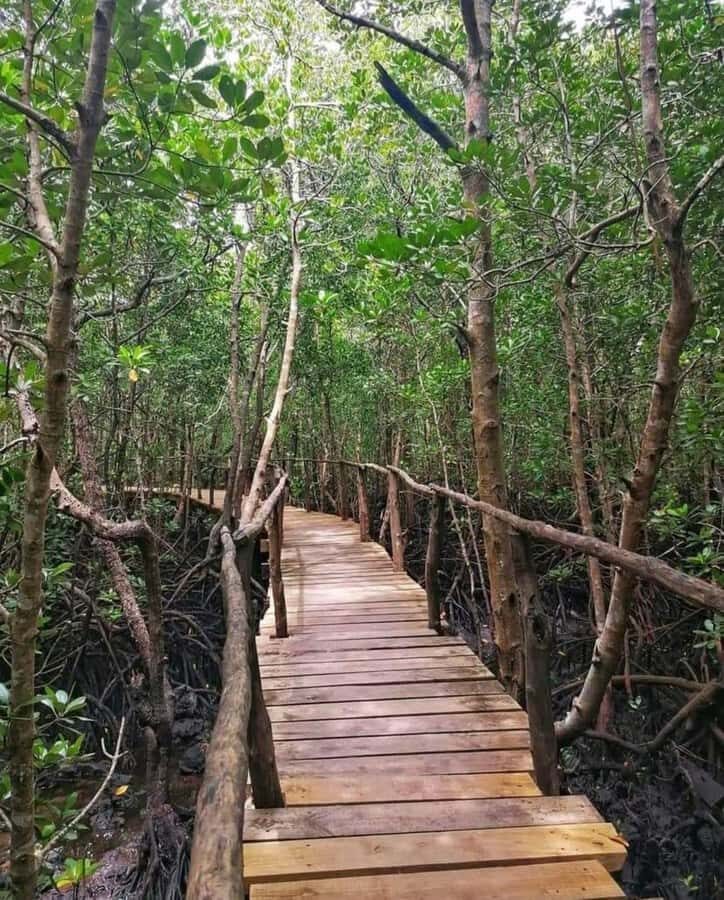 Jozani forest walking tour - Who This Jozani Tour Fits Best