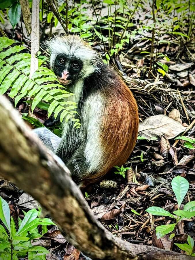 Jozani forest walking tour - The 3-Hour Forest Walk: What You Do on the Ground