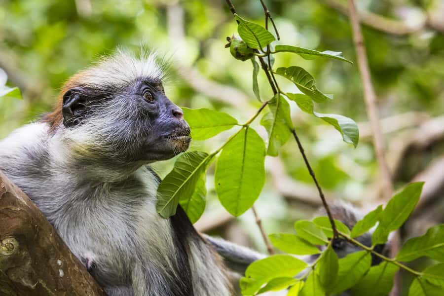 Jozani Monkey Forest & Malum Cave Swimming - Key highlights you’ll actually care about