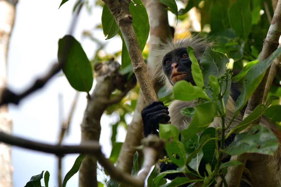 Jozani Monkey Forest & Malum Cave Swimming - Jozani Monkey Forest pickup: getting there without fuss