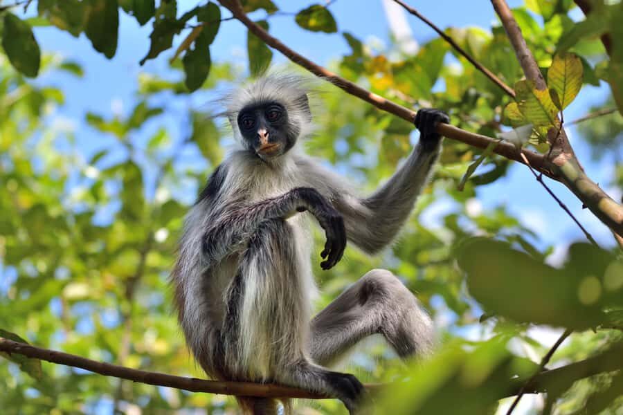 Jozani Monkey Forest & Malum Cave Swimming - Jozani Chwaka Bay National Park: colobus, blue monkey sightings, and mangrove scenery