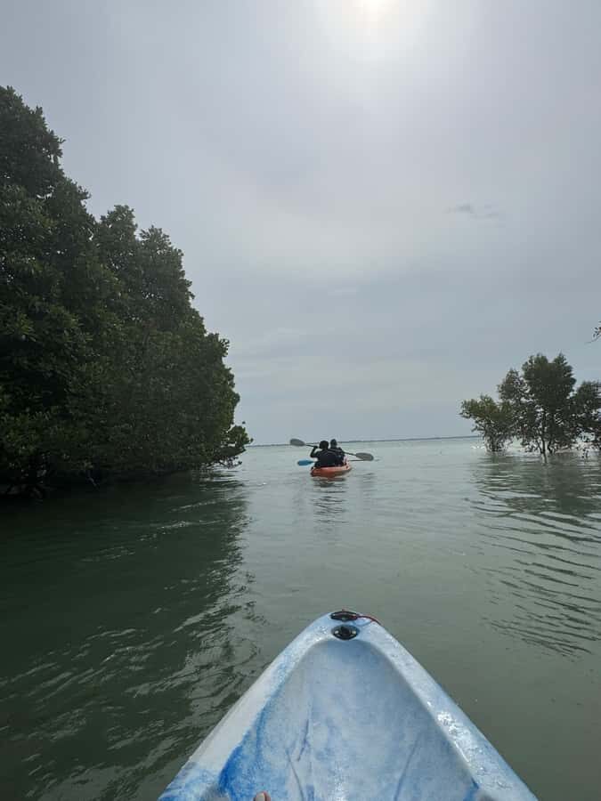 Kayak Mangrove Tour - Key Things You’ll Want to Know Up Front
