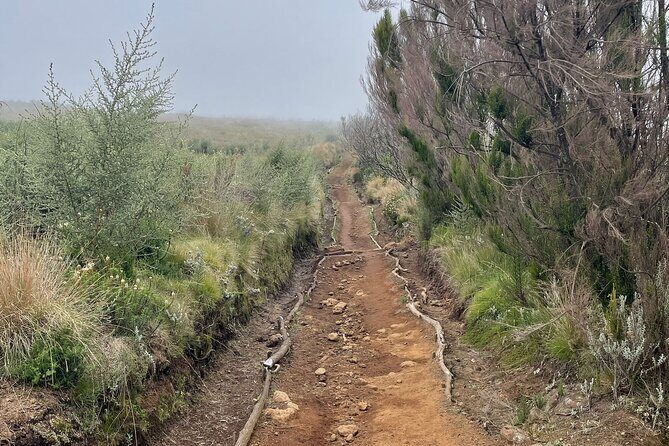 Kilimanjaro 1 Day Hike - Private guide power: pacing, rules, and confidence