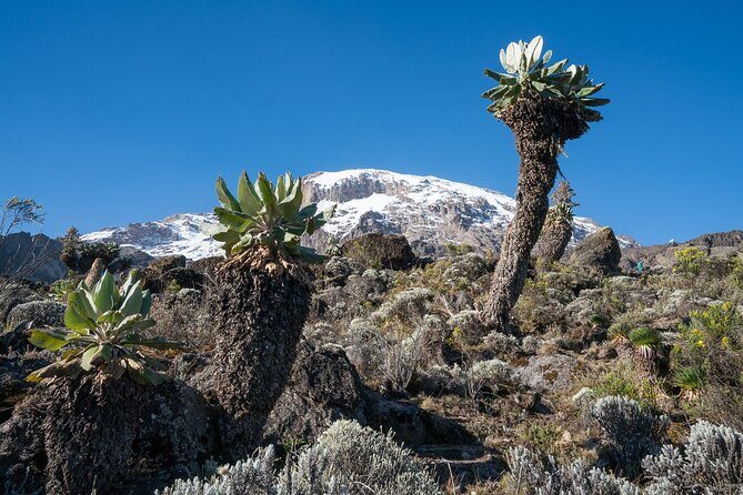 Kilimanjaro Airport Private Transfer from/to Moshi - On the Road With Your Driver: Culture Talk and Kilimanjaro Views