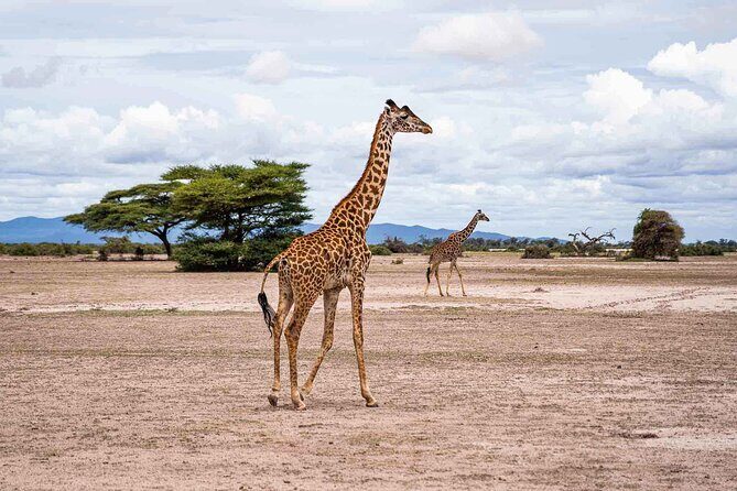 Kilimanjaro bike park safari - Weather planning: the day depends on it