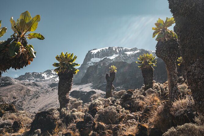Kilimanjaro climb, Lemosho Route (6-day) - Entering Kilimanjaro National Park at Londorossi Gate (Day 2)