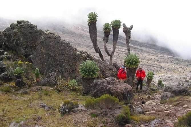 Kilimanjaro Climb & Safari - Lemosho Route - 13 Day - Lava Tower and Barranco Canyon: altitude lessons with giant plants