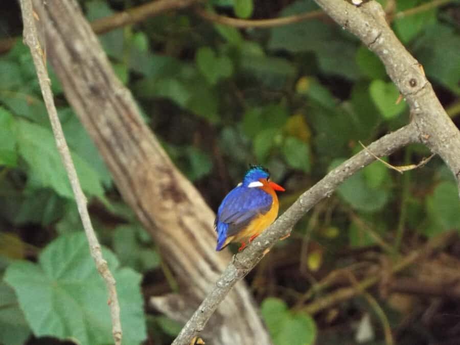 Kilimanjaro: Maasai Village Visit, Waterfalls, & Coffee Tour - Guides and Service: When It Goes Right, It Stays Comfortable