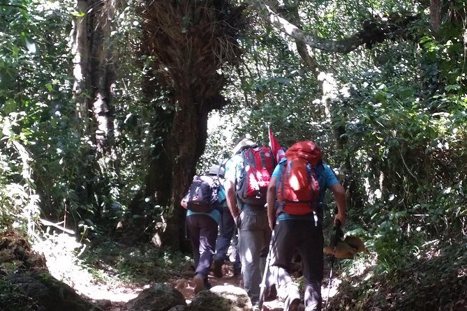 Kilimanjaro Marangu Route Day Tour - The rainforest hike to Mandara Hut (9,000 ft): what 3–4 hours really feels like