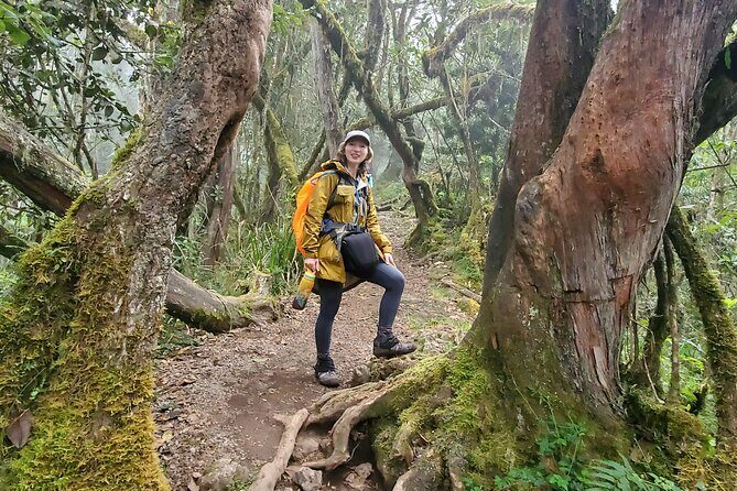 Kilimanjaro Northern Circuit Route 8 Days - Key highlights worth caring about