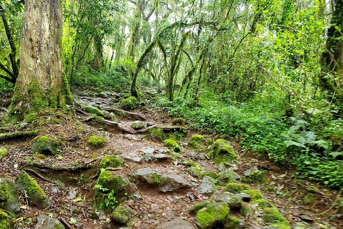 Kilimanjaro Private 2 Days Hiking Tour - Price and value: what $1,090 includes (and what it doesn’t)