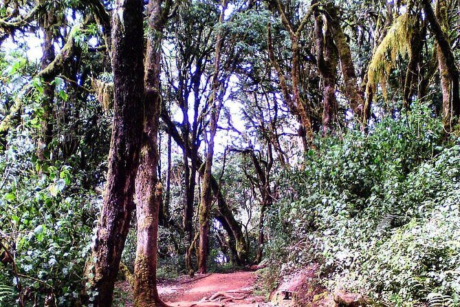 Kilimanjaro Private 2 Days Hiking Tour - Rain, clothing, and altitude reality (without the drama)