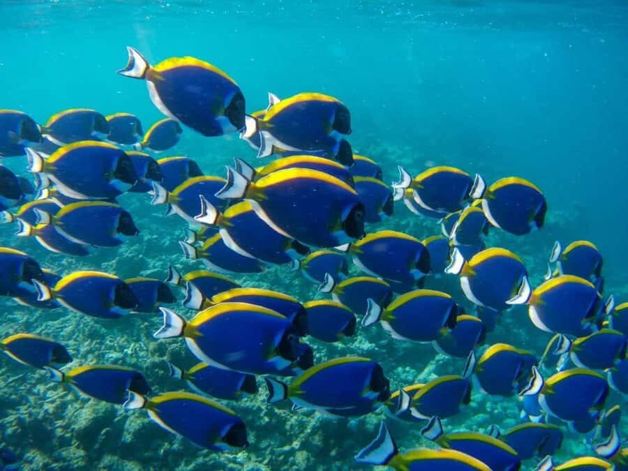 Kuza Cave, Tandem Clear Kayak, Rock Restaurant, Paje Beach - A full day of Zanzibar: cave, clear kayak, lagoon snorkeling, then Paje Beach