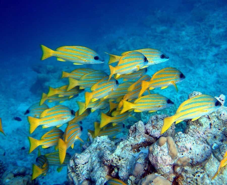 Kuza Cave, Tandem Clear Kayak, Rock Restaurant, Paje Beach - Tandem clear kayak: the best reason to book this day