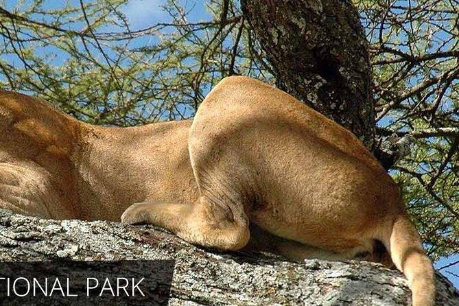 Lake Manyara National Park Full-Day Tour from Arusha - What You’ll Actually See on the Drive: Species, Not Checklists