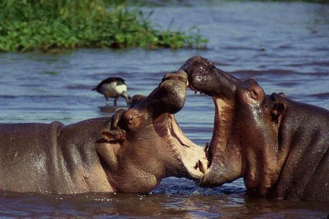 Lake Manyara National Park Full-Day Tour from Arusha - Price and Value: Why $240 Can Be a Fair Deal Here