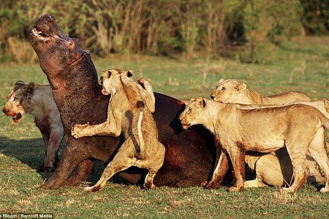 Lake Manyara National Park Full-Day Tour from Arusha - Practical Tips That Help the Safari Day Go Smoothly