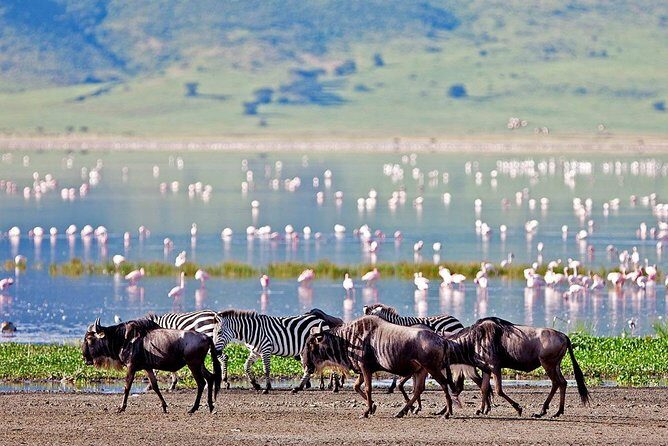 Lake Manyara National Park Full-Day Tour from Arusha - The 6-Hour Flow: How This Day Trip Works in Real Time