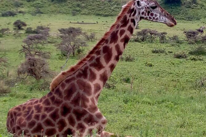 Latest Updates On The Top Best 3 day Serengeti Migration Safari - Guide Style, English Speaking, and How to Use It to Get More Sightings